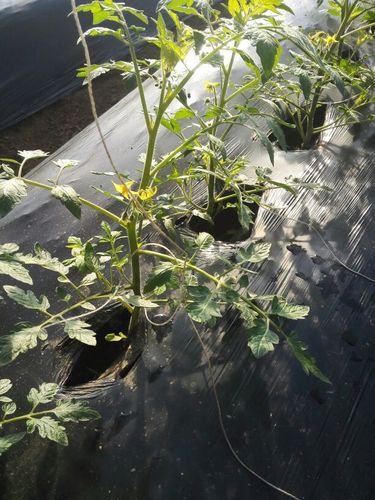 如何防止番茄苗出现徒长「番茄苗怎么扶正种植视频」 如何防止番茄苗出现徒长「番茄苗怎么扶正种植视频」 植物种类