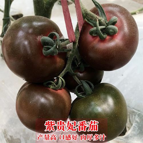 小时候妈妈种的西红柿和现在超市里卖的吃起来有什么区别「荷兰番茄柿子怎么种植视频」 小时候妈妈种的西红柿和现在超市里卖的吃起来有什么区别「荷兰番茄柿子怎么种植视频」 番茄病虫害防治