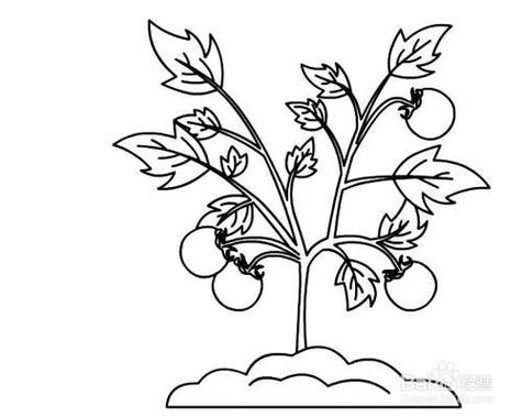 如何画西红柿简笔画「种植的番茄怎么画简笔画」 如何画西红柿简笔画「种植的番茄怎么画简笔画」 土壤施肥