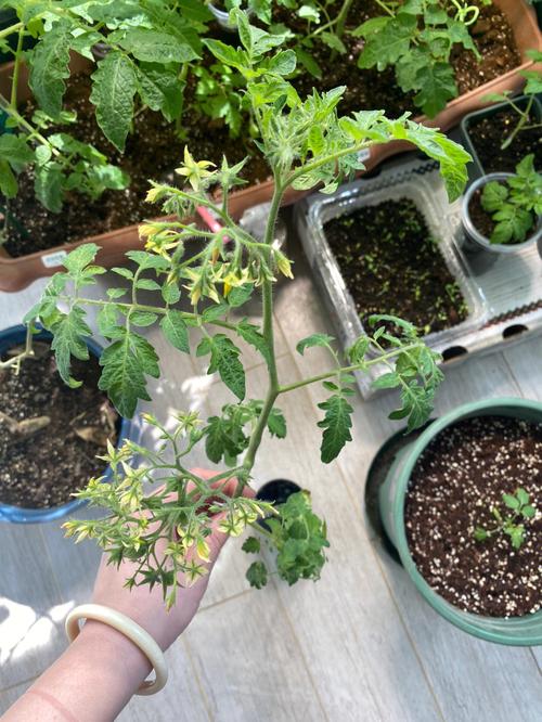 什么样的设计师看起来会比较酷「巴里番茄小苗怎么种植的视频」 什么样的设计师看起来会比较酷「巴里番茄小苗怎么种植的视频」 番茄种植技巧