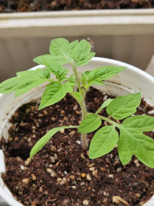 被子植物的种子由哪些部分构成「番茄种皮怎么种植方法视频」 被子植物的种子由哪些部分构成「番茄种皮怎么种植方法视频」 土壤施肥