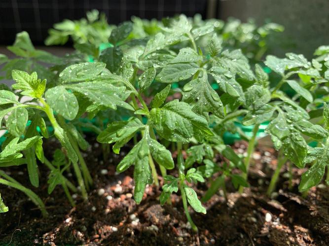 西红柿秧浇水方法「番茄叶的使用方法」 西红柿秧浇水方法「番茄叶的使用方法」 种植技巧