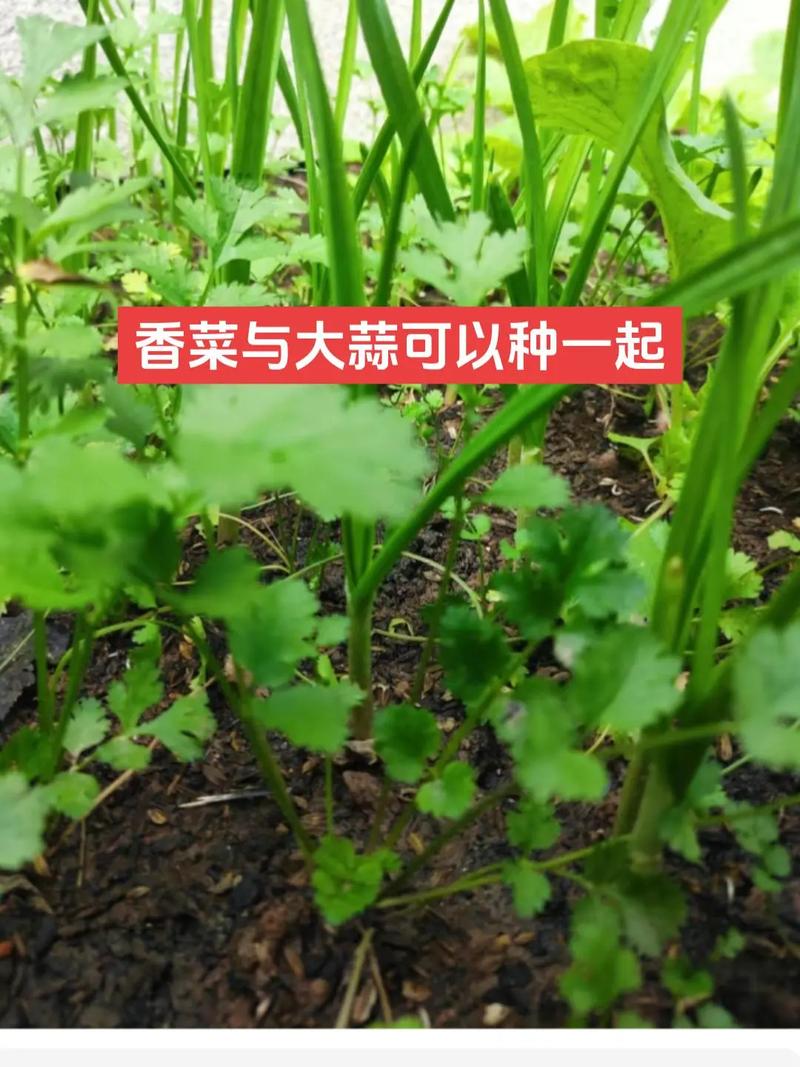 瓜果蔬菜，如何解决连作障碍，实现增产增收「农业蔬菜种植技巧和方法」 瓜果蔬菜，如何解决连作障碍，实现增产增收「农业蔬菜种植技巧和方法」 花朵知识