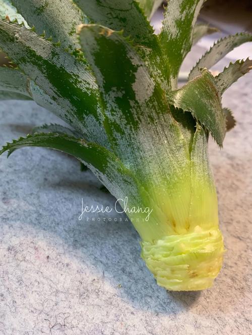 菠萝菜正宗做法「菠萝番茄怎么种植和管理视频」 菠萝菜正宗做法「菠萝番茄怎么种植和管理视频」 番茄种植技巧