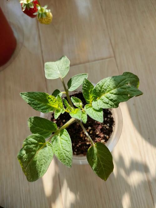 怎么养缅陆「缅甸番茄种子怎么种植的」 怎么养缅陆「缅甸番茄种子怎么种植的」 花朵知识