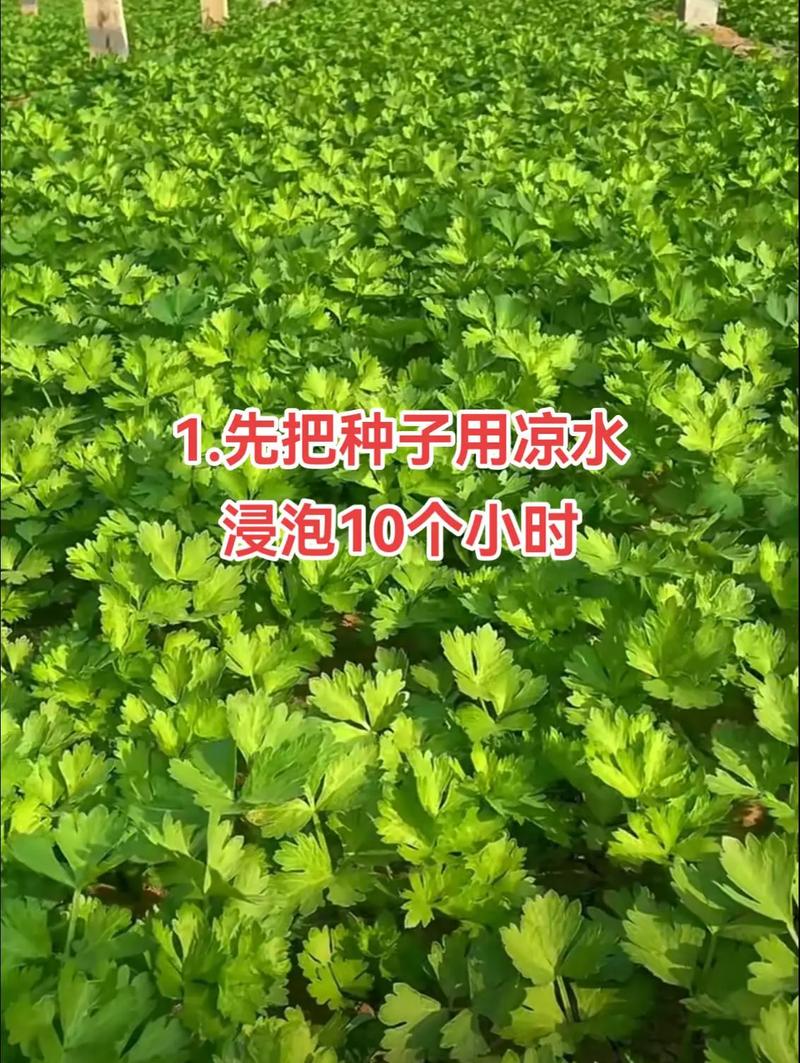 芹菜是我们常吃的一种蔬菜，都有哪些种类？如何种植才能高产「五种蔬菜种植技巧视频」 芹菜是我们常吃的一种蔬菜，都有哪些种类？如何种植才能高产「五种蔬菜种植技巧视频」 种植技巧