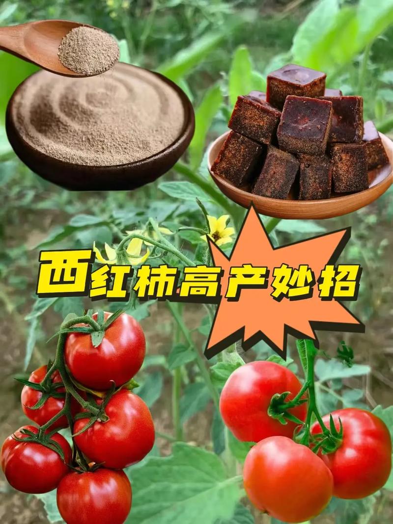 西红柿用红糖酵母水浇水可以吗「红糖怎么种植番茄种子视频」 西红柿用红糖酵母水浇水可以吗「红糖怎么种植番茄种子视频」 土壤施肥