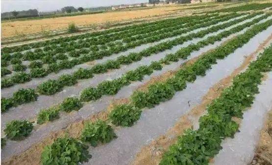 露地西红柿怎么盖地膜好「番茄种植怎么盖地膜视频」 露地西红柿怎么盖地膜好「番茄种植怎么盖地膜视频」 农业常识
