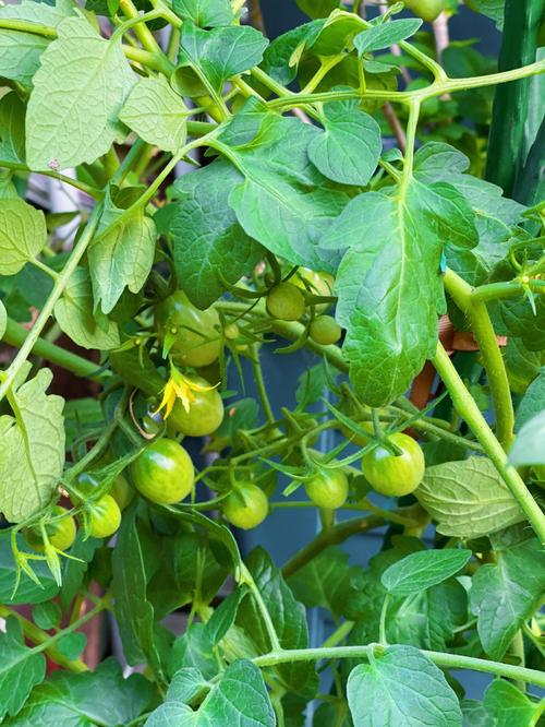 番茄怎么管理挂果多还好看又好吃「番茄怎么种植挂果多」 植物种类 番茄怎么管理挂果多还好看又好吃「番茄怎么种植挂果多」 番茄怎么管理挂果多还好看又好吃「番茄怎么种植挂果多」 植物种类