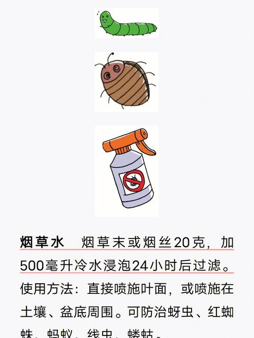 阳台种菜教授：彻底灭杀菜青虫的一个非农药方法「阳台怎么刷」 阳台种菜教授：彻底灭杀菜青虫的一个非农药方法「阳台怎么刷」 农业常识