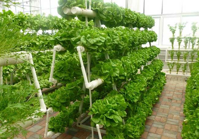 你看好蔬菜无土栽培种植技术吗「无土盆栽蔬菜种植技巧视频」 你看好蔬菜无土栽培种植技术吗「无土盆栽蔬菜种植技巧视频」 植物种类