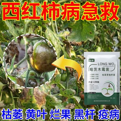 怎样防治番茄烂杆子？已经发生烂杆了的番茄用什么药物涂抹比较好「番茄种植杆子怎么处理好呢」 怎样防治番茄烂杆子？已经发生烂杆了的番茄用什么药物涂抹比较好「番茄种植杆子怎么处理好呢」 花朵知识