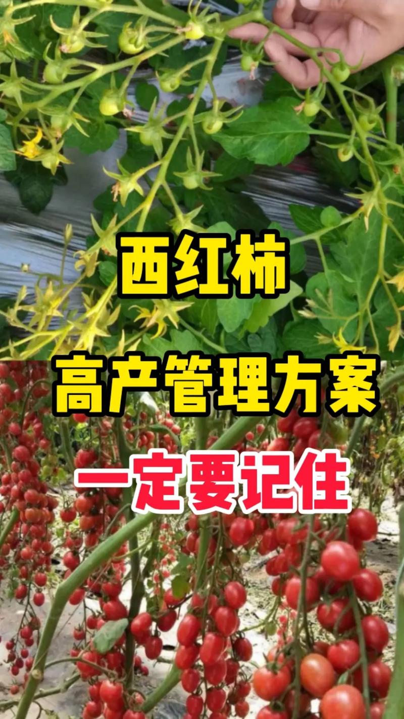 西红柿的种植与管理技术「番茄怎么种植和管理视频」 西红柿的种植与管理技术「番茄怎么种植和管理视频」 种植技巧
