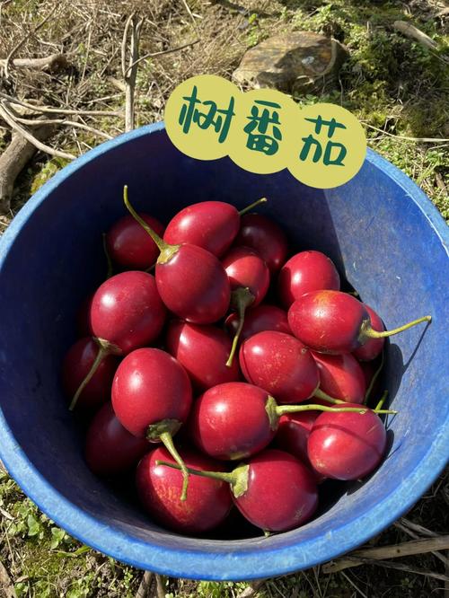 树番茄种植方法「云南树番茄怎么种植方法视频」 树番茄种植方法「云南树番茄怎么种植方法视频」 农业常识