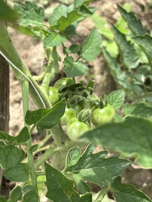 小番茄的籽能直接种吗「小番茄子怎么种植方法子」 小番茄的籽能直接种吗「小番茄子怎么种植方法子」 植物种类