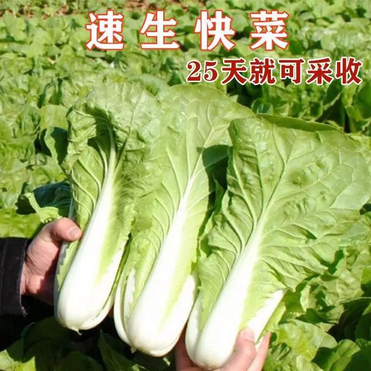 山东快菜在夏天的栽培与管理是怎样的「蔬菜种植技巧夏天可以种吗」 山东快菜在夏天的栽培与管理是怎样的「蔬菜种植技巧夏天可以种吗」 土壤施肥