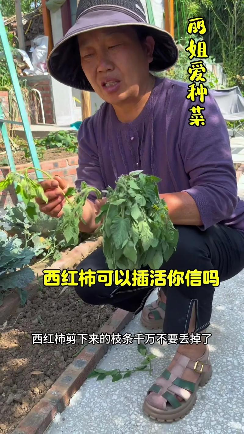 西红柿扦插生根最快方法「番茄怎么搬叉种植视频」 西红柿扦插生根最快方法「番茄怎么搬叉种植视频」 种植技巧