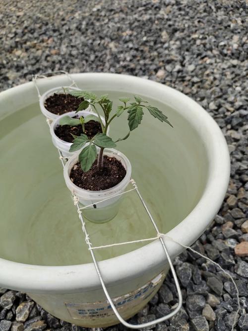 请问秋季西红柿用什么底肥好?用多少「秋季怎么种植番茄种子呢视频」 农业常识 请问秋季西红柿用什么底肥好?用多少「秋季怎么种植番茄种子呢视频」 请问秋季西红柿用什么底肥好?用多少「秋季怎么种植番茄种子呢视频」 农业常识