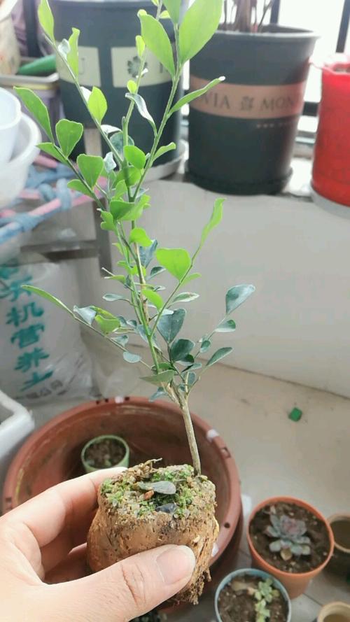 盆栽的九里香小苗，怎么才能长得更快一些「怎么种植瀑布番茄小苗呢」 盆栽的九里香小苗，怎么才能长得更快一些「怎么种植瀑布番茄小苗呢」 花朵知识