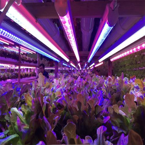 如何选购温室植物补光灯「番茄室内种植灯怎么选购的」 如何选购温室植物补光灯「番茄室内种植灯怎么选购的」 土壤施肥