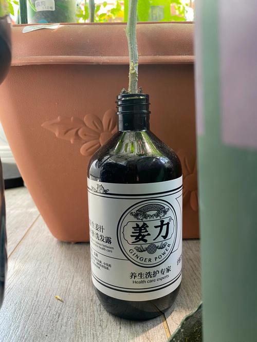 水培番茄不推广的原因「种植袋水培番茄怎么种植的」 水培番茄不推广的原因「种植袋水培番茄怎么种植的」 植物种类