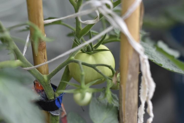 小西红柿怎么种植盆栽「桌面小番茄怎么种植图片大全」 小西红柿怎么种植盆栽「桌面小番茄怎么种植图片大全」 植物种类