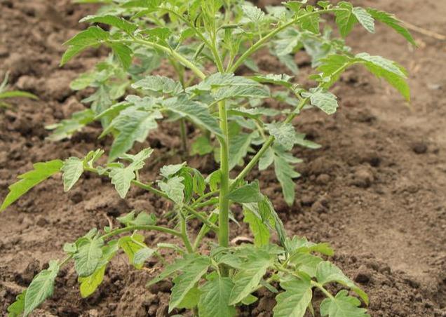 夏天如何种植番茄才能高产？有哪些栽培要点需要注意「夏天番茄籽怎么种植的呢」 夏天如何种植番茄才能高产？有哪些栽培要点需要注意「夏天番茄籽怎么种植的呢」 花朵知识