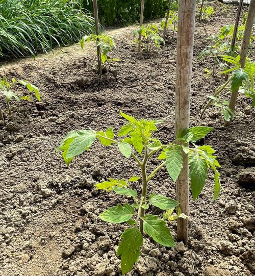 种西红柿怎么搭架子「番茄树枝怎么种植视频」 种西红柿怎么搭架子「番茄树枝怎么种植视频」 番茄病虫害防治