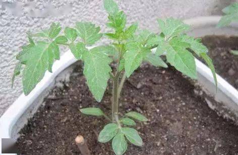 阳台西红柿怎么浇水施肥「阳台番茄怎么种植施肥视频」 阳台西红柿怎么浇水施肥「阳台番茄怎么种植施肥视频」 种植技巧