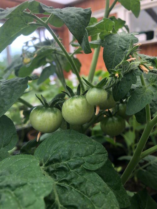 番茄一定要种在地里吗「太空番茄该怎么种植视频」 种植技巧 番茄一定要种在地里吗「太空番茄该怎么种植视频」 番茄一定要种在地里吗「太空番茄该怎么种植视频」 种植技巧