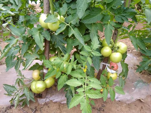 西红柿茄子辣椒可以一起种植吗「怎么种植番茄茄子土豆苗呢」 西红柿茄子辣椒可以一起种植吗「怎么种植番茄茄子土豆苗呢」 农业常识