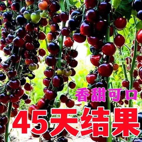 武汉的九月适合种什么蔬菜「湖北地区怎么种植番茄种子」 武汉的九月适合种什么蔬菜「湖北地区怎么种植番茄种子」 花朵知识