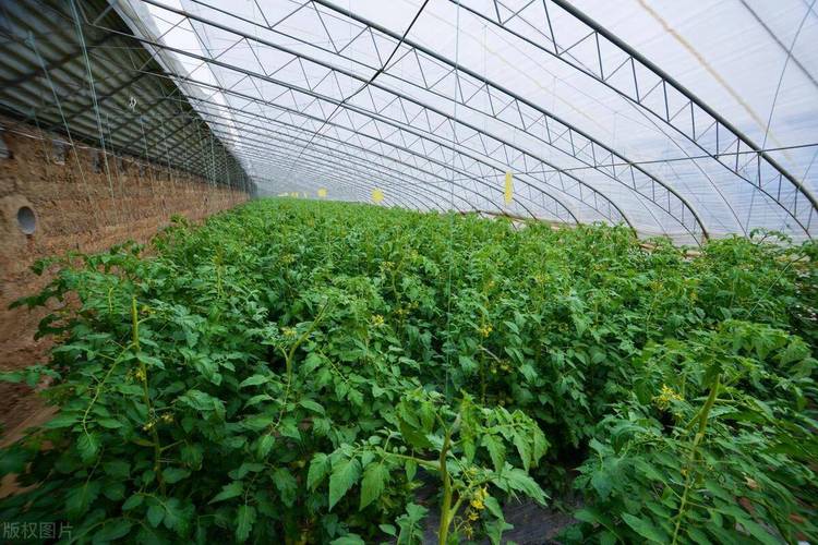 大棚西红柿怎么种植「大棚番茄该怎么种植视频」 植物种类 大棚西红柿怎么种植「大棚番茄该怎么种植视频」 大棚西红柿怎么种植「大棚番茄该怎么种植视频」 植物种类