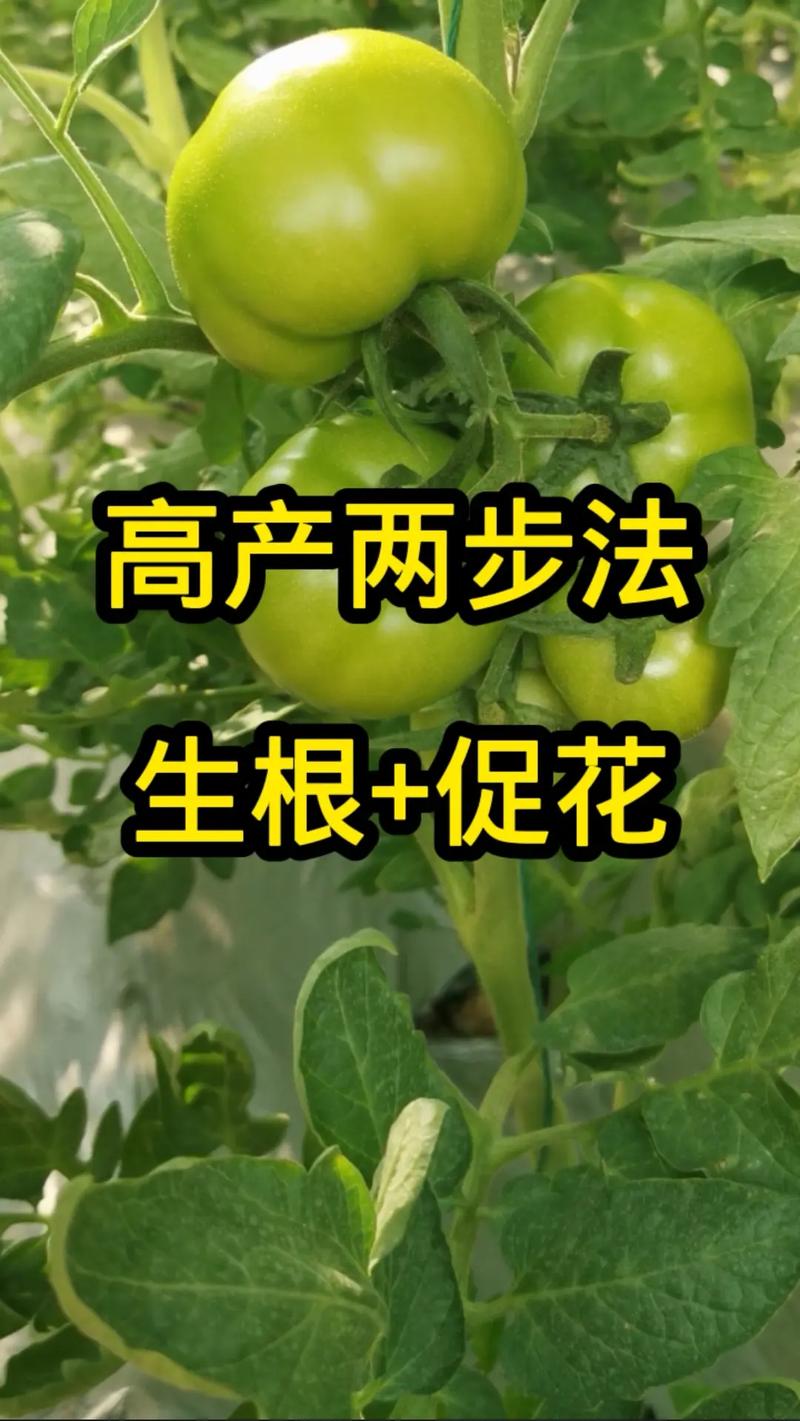 西红柿促花最快最有效的方法「番茄怎么种植时间最长呢」 西红柿促花最快最有效的方法「番茄怎么种植时间最长呢」 种植技巧