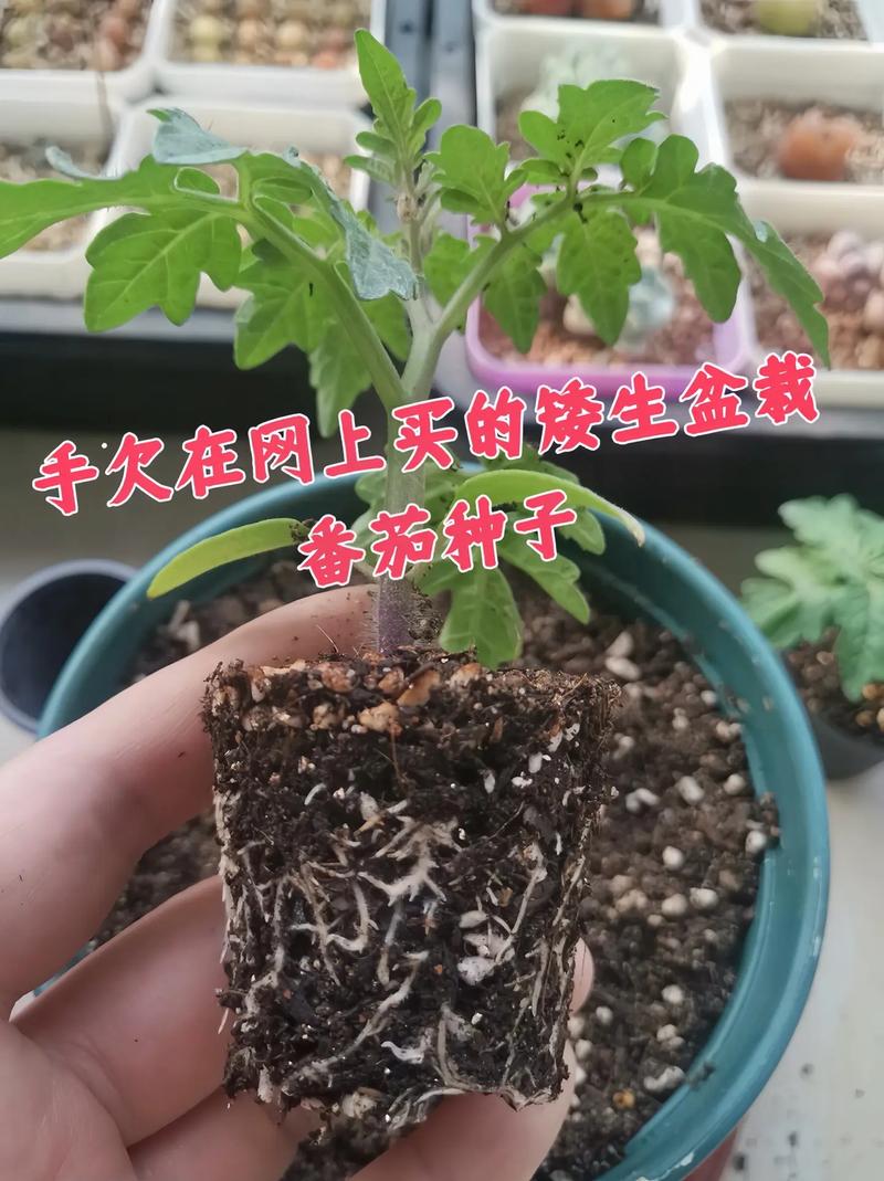 冬天盆栽西红柿的种植方法「冬天番茄种子怎么种植视频」 冬天盆栽西红柿的种植方法「冬天番茄种子怎么种植视频」 种植技巧