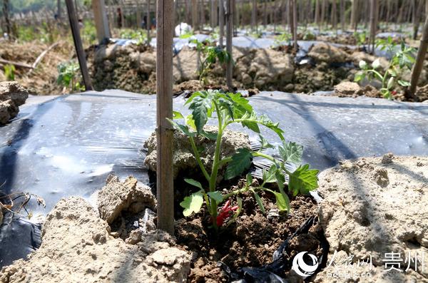 蕃茄苗施什么肥料「番茄苗种植怎么施肥好呢视频」 植物种类 蕃茄苗施什么肥料「番茄苗种植怎么施肥好呢视频」 蕃茄苗施什么肥料「番茄苗种植怎么施肥好呢视频」 植物种类