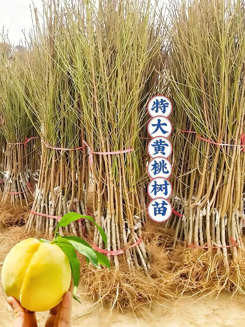 黄桃打什么药会多花多果「黄桃番茄怎么种植视频」 黄桃打什么药会多花多果「黄桃番茄怎么种植视频」 番茄种植技巧