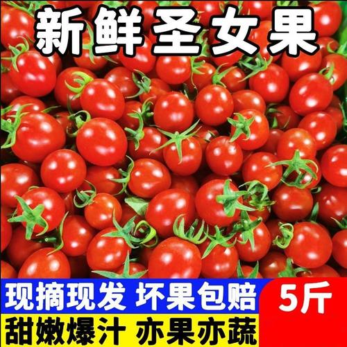 海口3月有什么本地水果「番茄释迦果怎么种植视频」 海口3月有什么本地水果「番茄释迦果怎么种植视频」 番茄病虫害防治