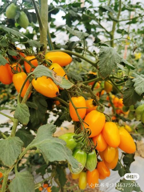 莲湖西红柿为什么好吃「怎么种植富硒番茄视频」 莲湖西红柿为什么好吃「怎么种植富硒番茄视频」 花朵知识