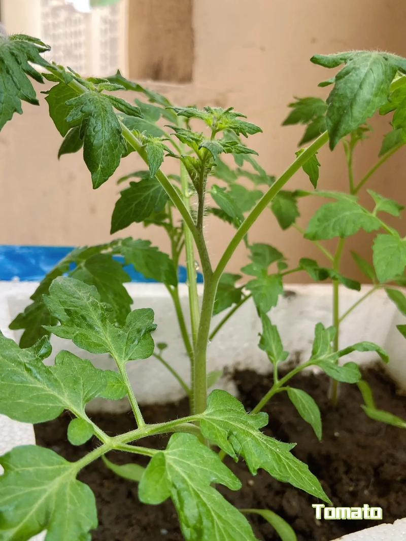 番茄定值后的提苗肥，用什么好？如何掌握量「种植番茄缺钙怎么补最快呢」 番茄定值后的提苗肥，用什么好？如何掌握量「种植番茄缺钙怎么补最快呢」 番茄病虫害防治