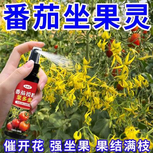 番茄怎样坐果多「番茄怎么种植产量高些」 番茄怎样坐果多「番茄怎么种植产量高些」 土壤施肥