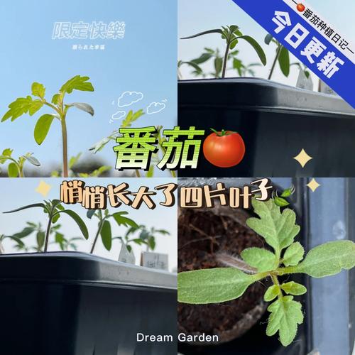 西红柿苗子怎么种植技术「怎么快速种植番茄苗子视频」 西红柿苗子怎么种植技术「怎么快速种植番茄苗子视频」 农业常识