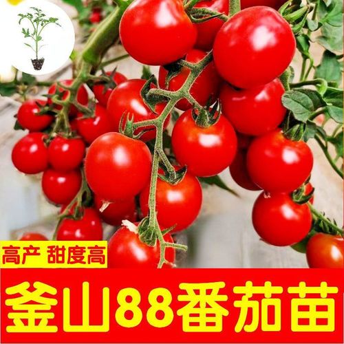 釜山88圣女果能长几年「釜山88小番茄种植技术」 釜山88圣女果能长几年「釜山88小番茄种植技术」 花朵知识
