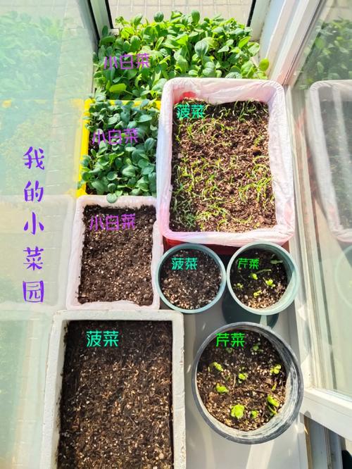 冬瓜，西红柿和菠菜一起能吃吗「菠菜盆栽番茄怎么种植视频」 冬瓜，西红柿和菠菜一起能吃吗「菠菜盆栽番茄怎么种植视频」 土壤施肥