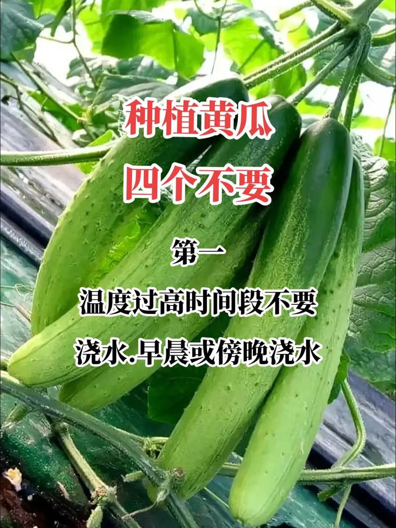 黄瓜种植与管理「蔬菜种植小技巧黄瓜图片大全」 黄瓜种植与管理「蔬菜种植小技巧黄瓜图片大全」 土壤施肥