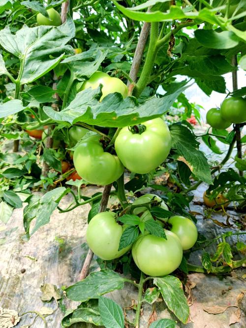 现代化大棚一年能挣多少钱？该注意些什么「租地种植番茄怎么样啊」 现代化大棚一年能挣多少钱？该注意些什么「租地种植番茄怎么样啊」 番茄种植技巧