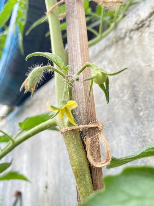 种植番茄时为什么要打顶「番茄的种植怎么打顶视频」 种植番茄时为什么要打顶「番茄的种植怎么打顶视频」 花朵知识