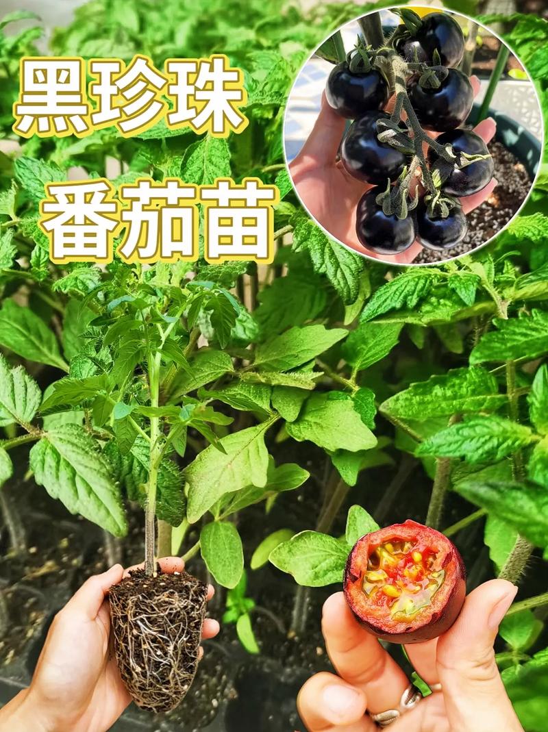 什么品种的黑番茄比较好「红贵妃番茄怎么种植方法视频」 什么品种的黑番茄比较好「红贵妃番茄怎么种植方法视频」 植物种类