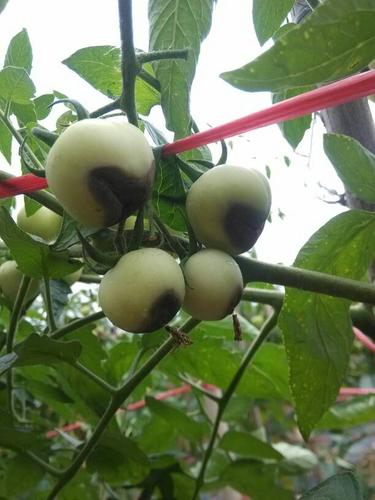 番茄不红还易烂是什么原因「种植番茄怎么爱烂根」 番茄不红还易烂是什么原因「种植番茄怎么爱烂根」 农业常识
