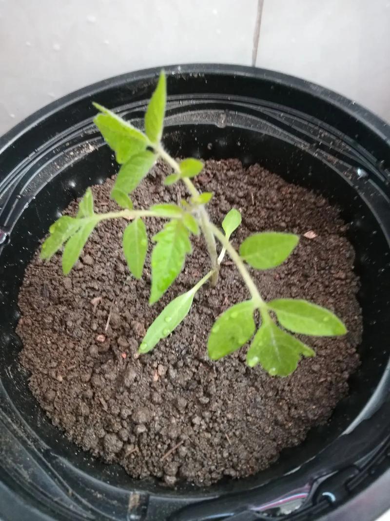 小番茄种植方法和管理技术「怎么种小番茄种植视频」 小番茄种植方法和管理技术「怎么种小番茄种植视频」 花朵知识